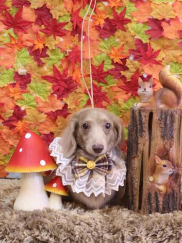 20241122ぺこちゃん